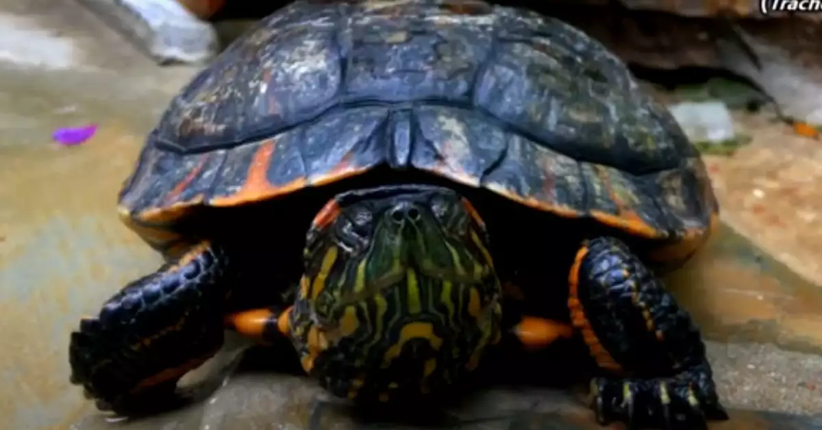 A Deep Dive into Red Eared Slider Hibernation in the Wild