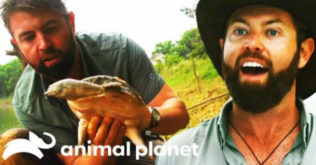 Asian Giant Softshell Turtle A Closer Look