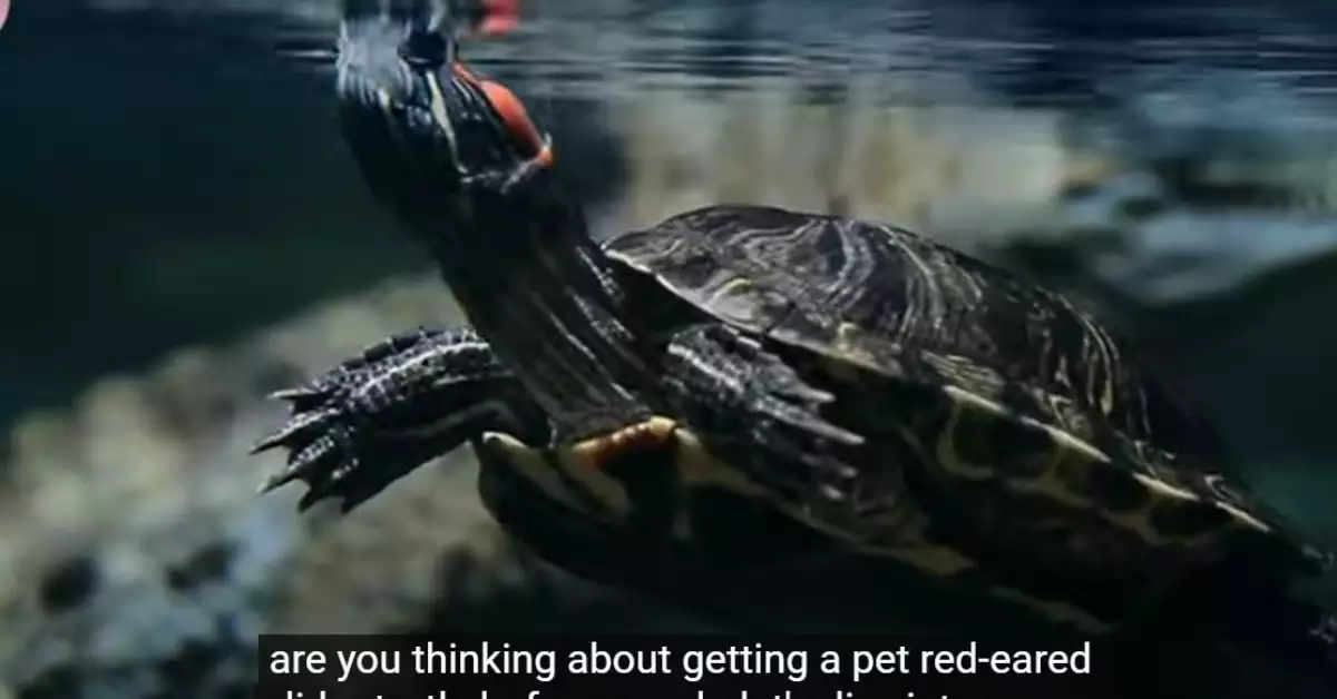 Choosing the Best Toys for Red Eared Sliders