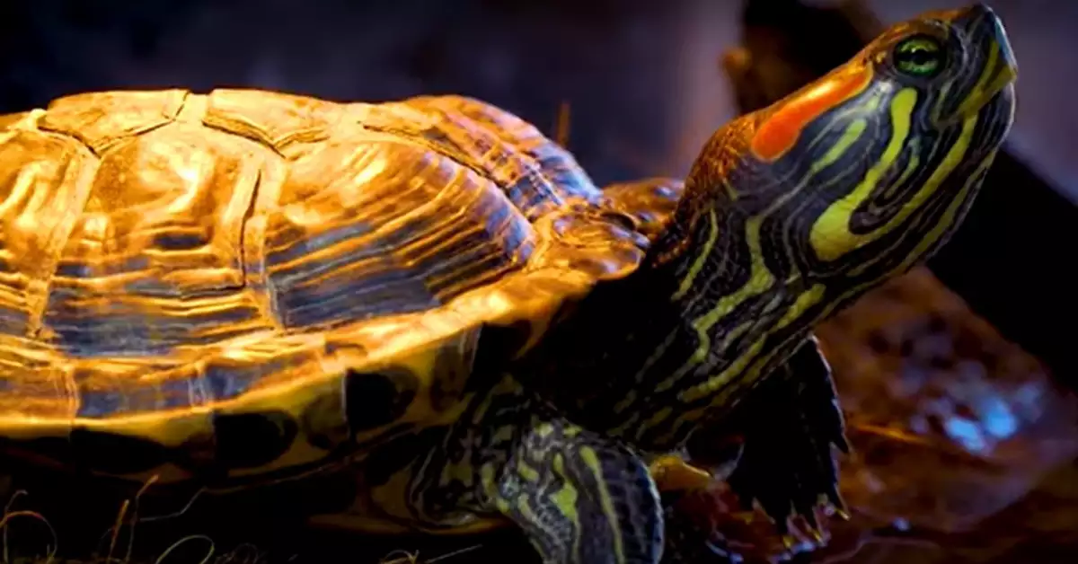 Complete Guide On Red Eared Slider Water Changes!