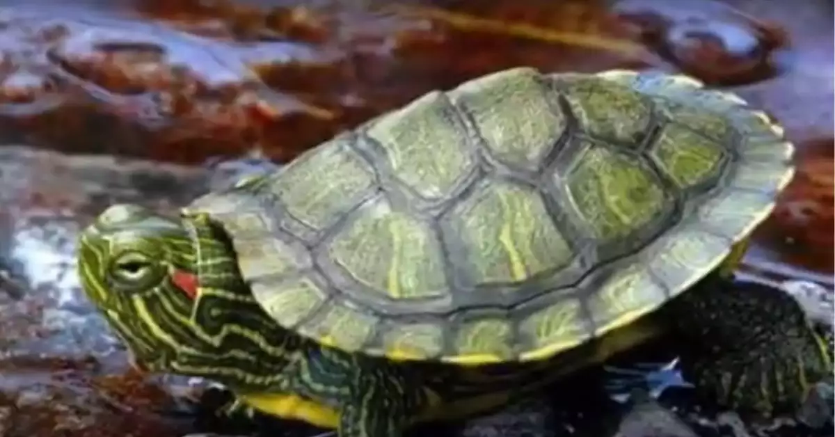 Exploring Red Eared Slider Behavior Patterns