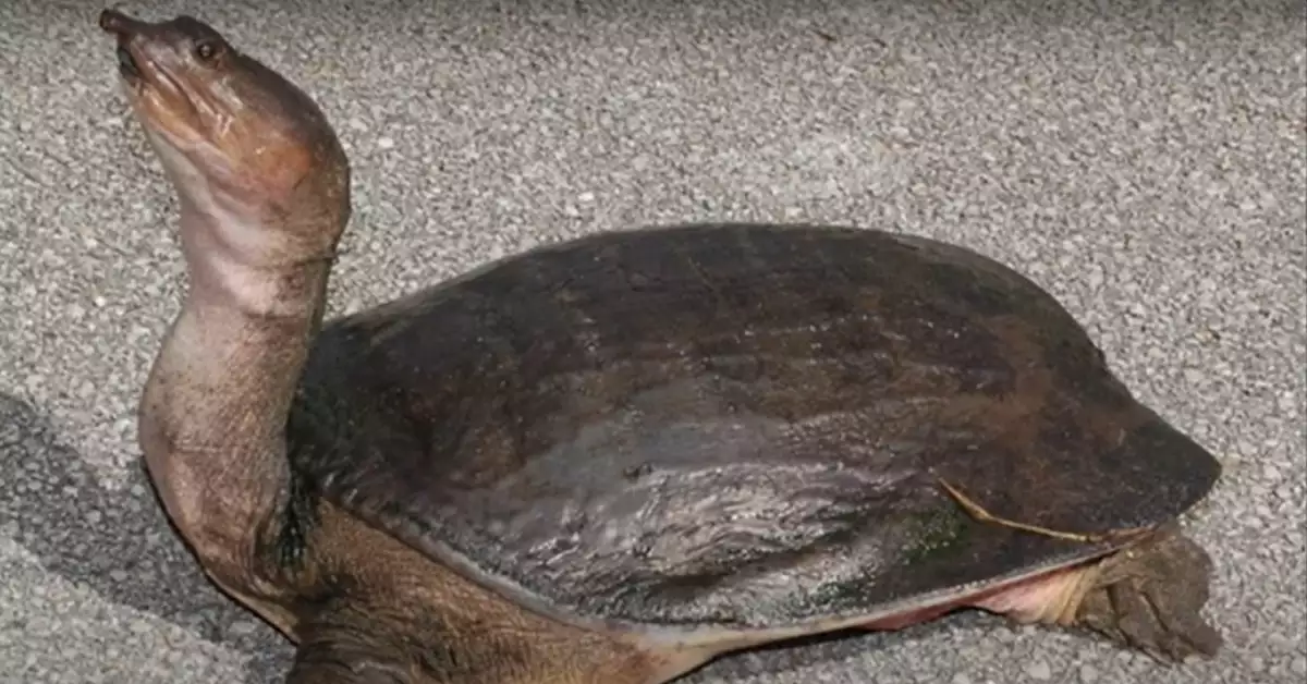 Florida Softshell Turtle A Fascinating Aquatic Creature