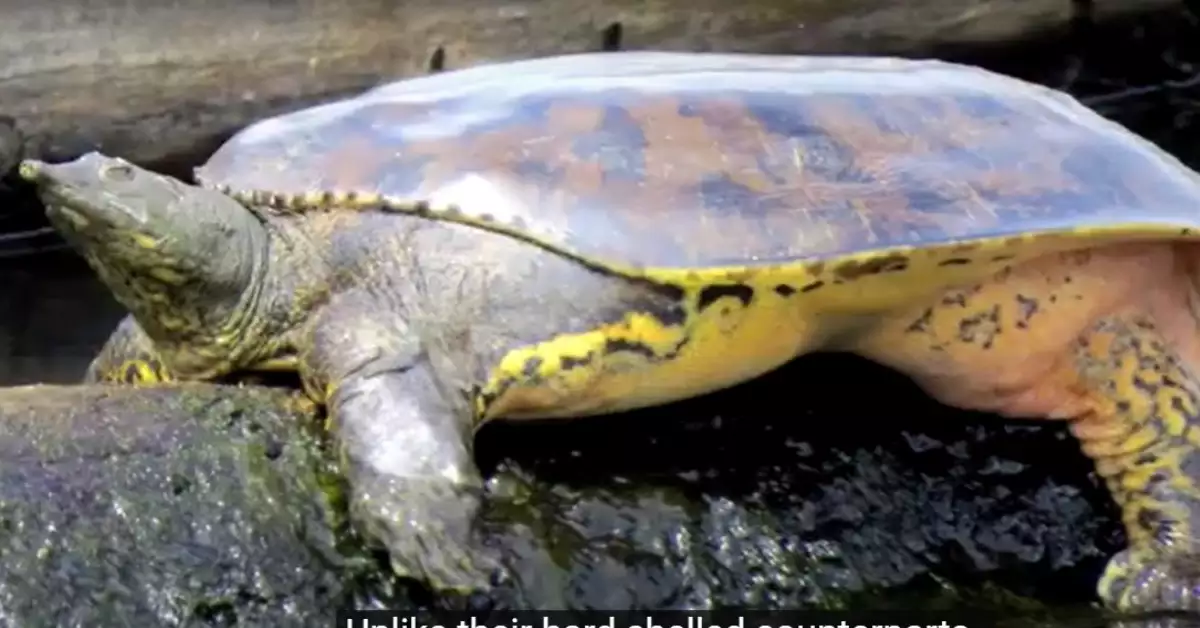 Florida Softshell Turtle Growth Rate Explained Here!