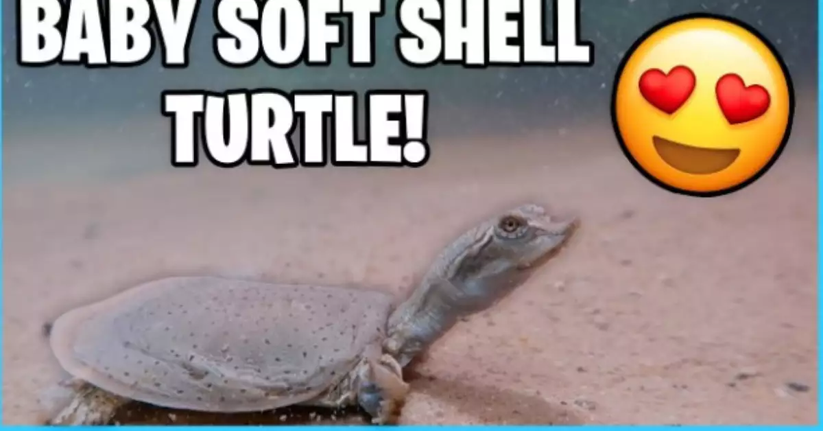 How Big Can a Softshell Turtle Get