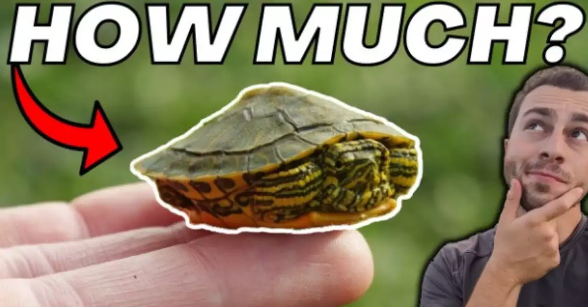 How Often to Feed Red Eared Slider? (Feeding Frequency)