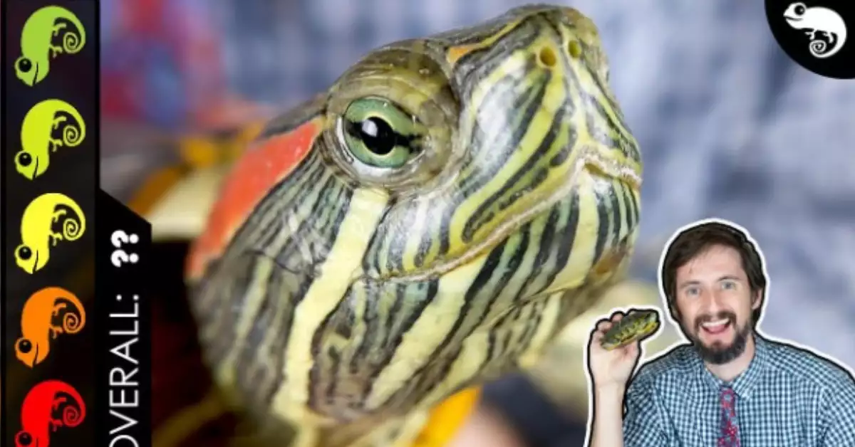 Red Eared Slider As Pets A Comprehensive Guide!