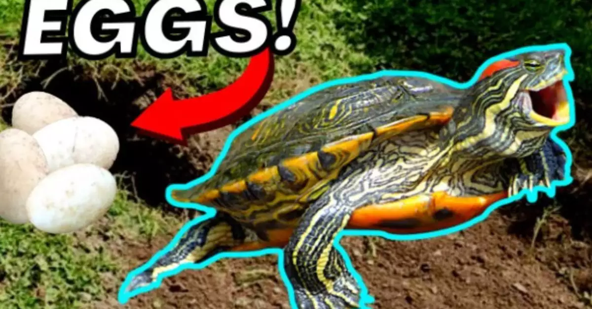 Red Eared Slider Breeding: A Step-by-Step Approach