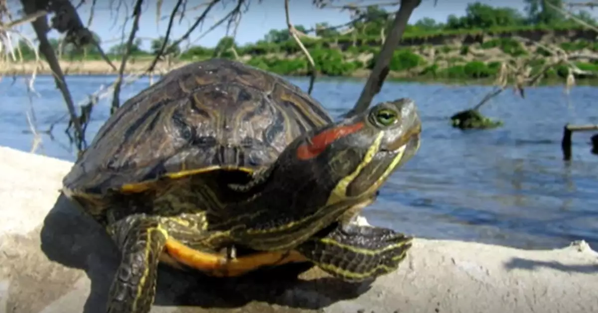 Red Eared Slider Conservation Efforts (Preserving a Precious Species)