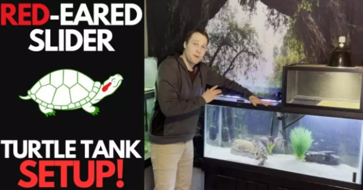 Red Eared Slider Enclosure Size (Optimizing Turtle Habitat)