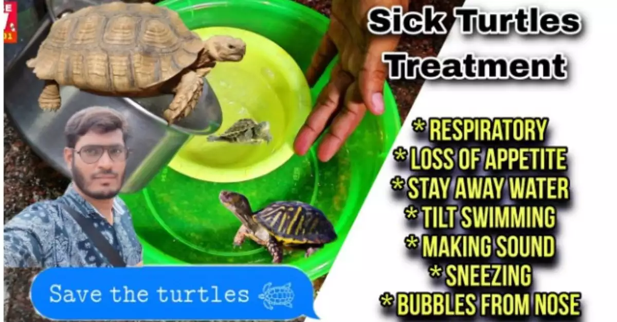 Red Eared Slider Health Problems (Causes and Solutions)