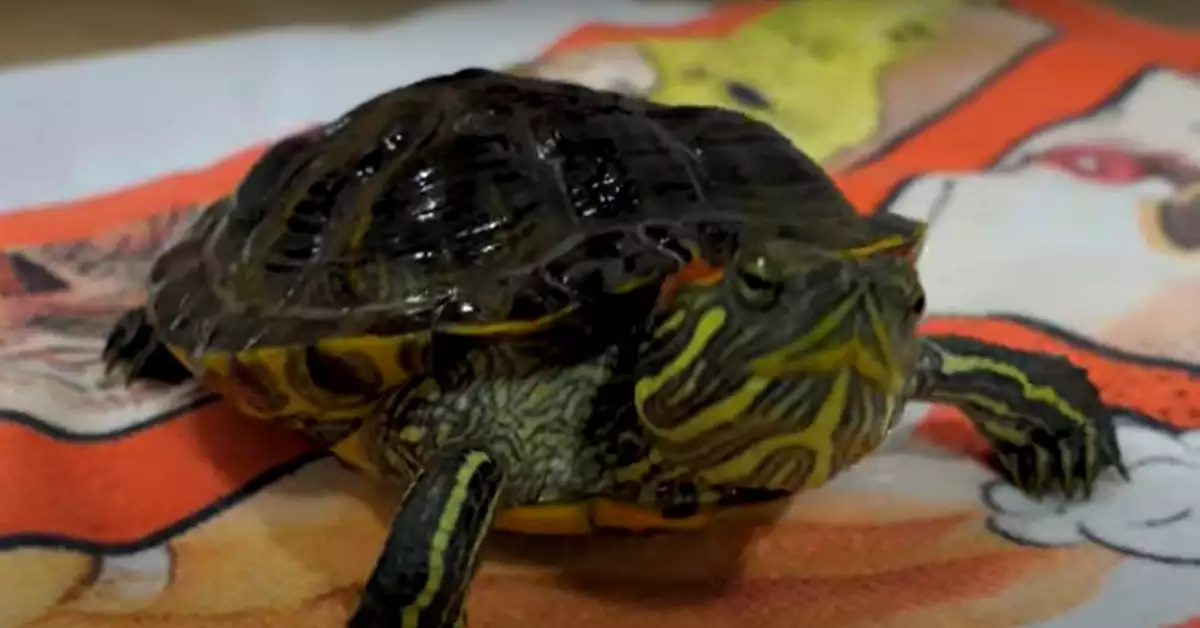 Red Eared Slider Lifespan in the Wild (Answered Here)