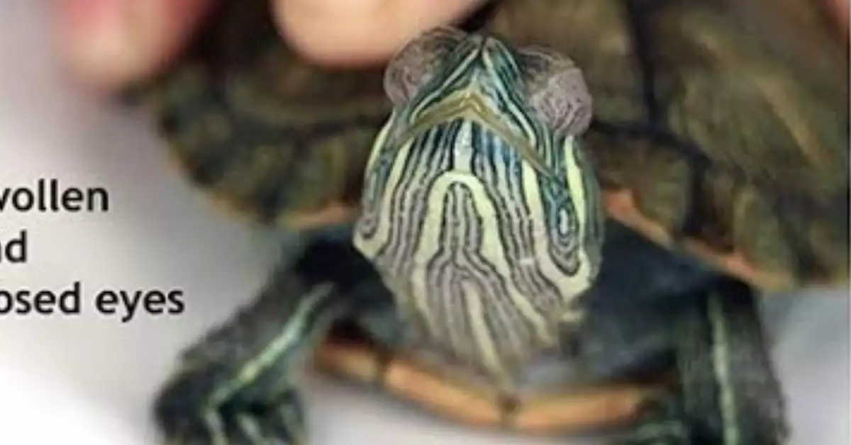 Red Eared Slider Treatment for Eye Infection