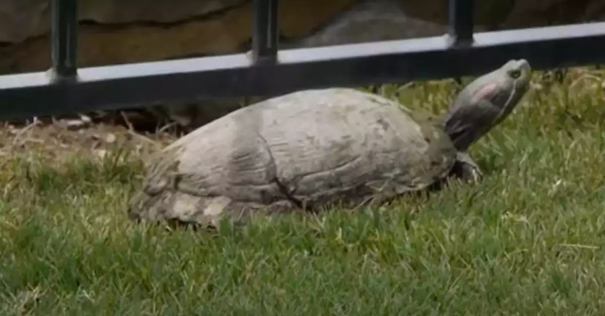 Red Eared Slider Wild Habitat A Fascinating Study