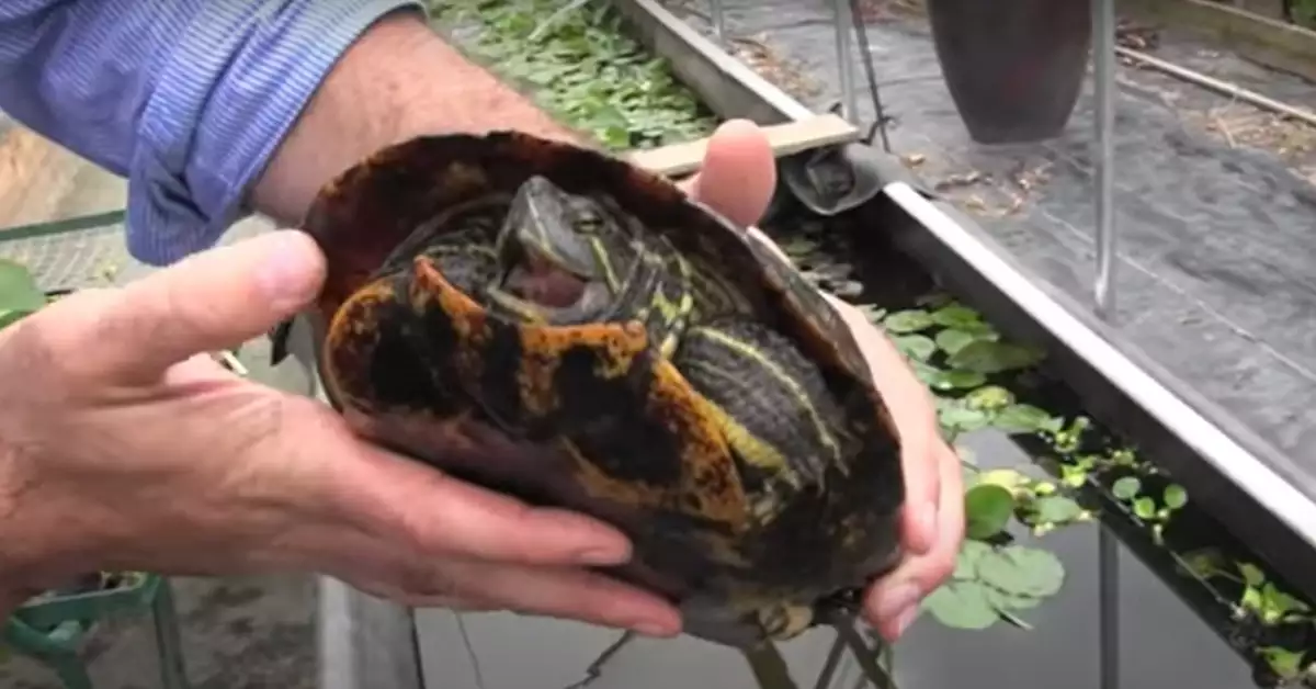 Red Eared Slider Wild Vs Captive A Comprehensive Analysis