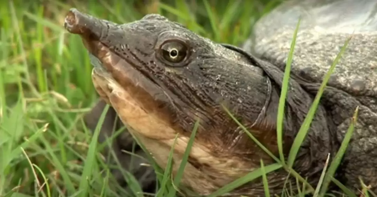 Smooth Softshell Turtle Discover the Effortless Beauty