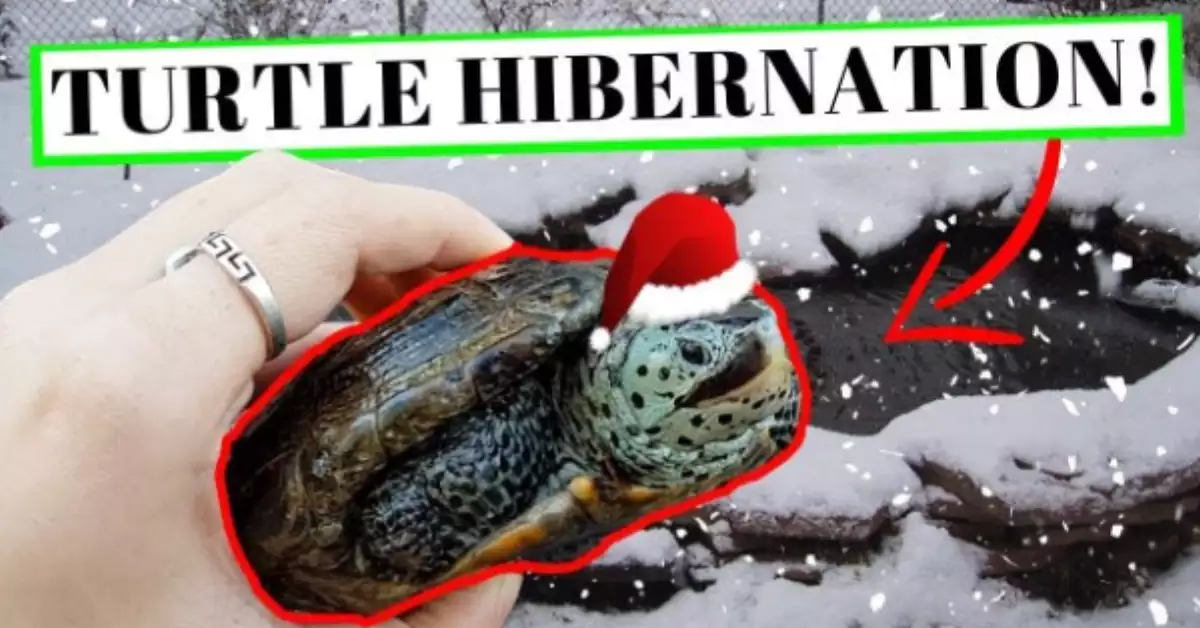 Surviving the Cold: A Guide to Red Eared Slider Hibernation