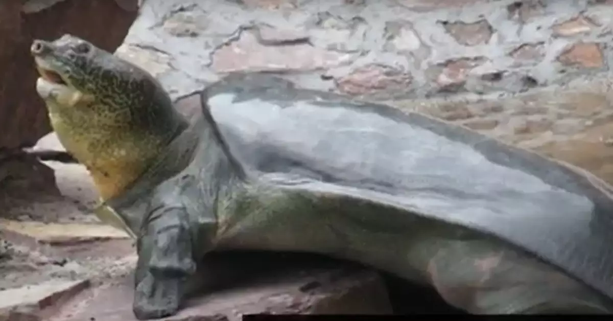 Yangtze Giant Softshell Turtle Everything You Need To Know!